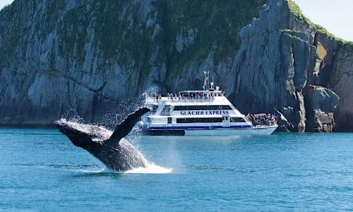 Whale breaching on the Kenai Fjords wildlife and glacier cruise